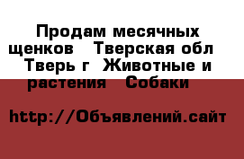 Продам месячных щенков - Тверская обл., Тверь г. Животные и растения » Собаки   